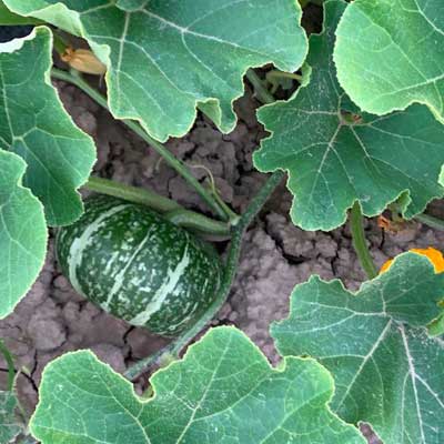 gallery-fattoria-sociale02