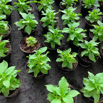 gallery-fattoria-sociale06