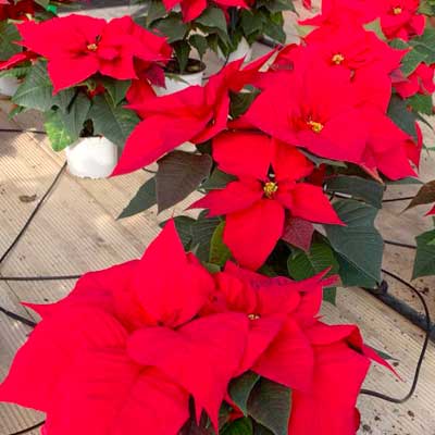 gallery-fattoria-sociale07