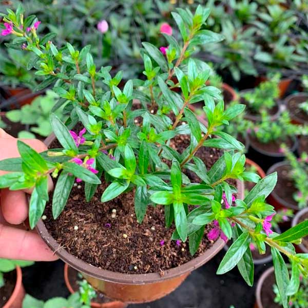 gallery-fattoria-sociale09